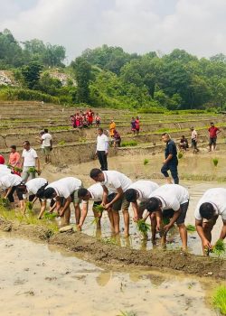 किसानसँगै खेतमा उत्रिए जनप्रतिनिधि / कर्मचारी, गजुरीमा रोपाइँ महोत्सव सम्पन्न